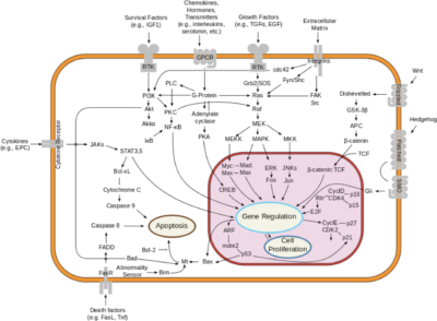 Interleukin-23–Receptor Antagonist Peptide